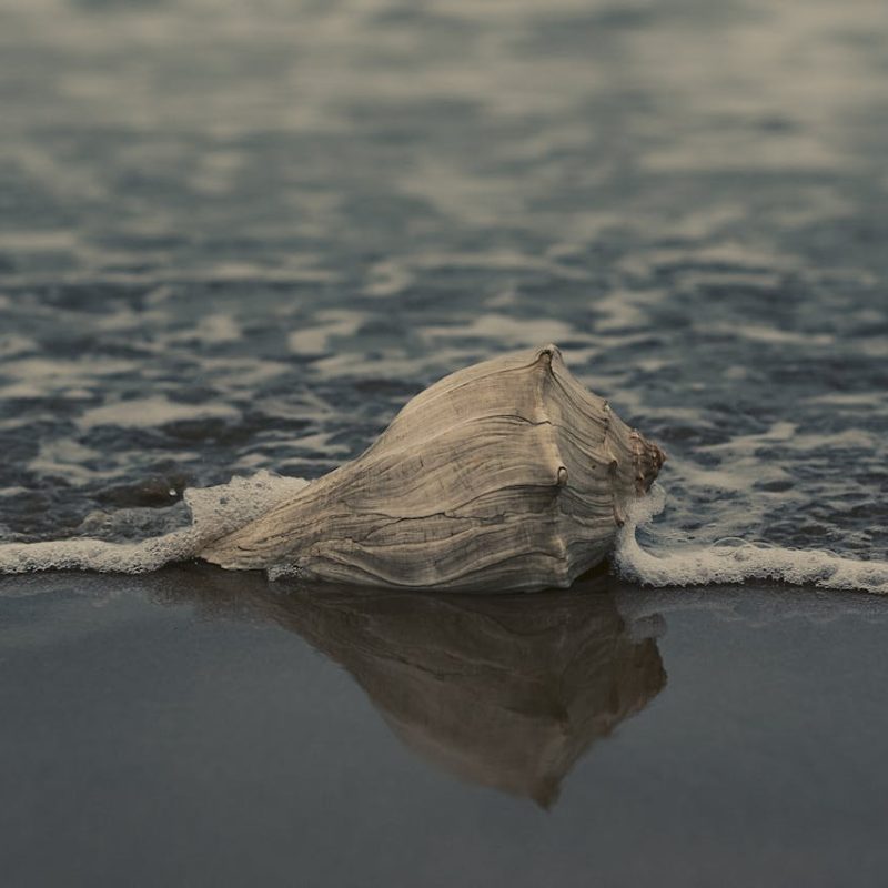 Muschel die am Strand liegt